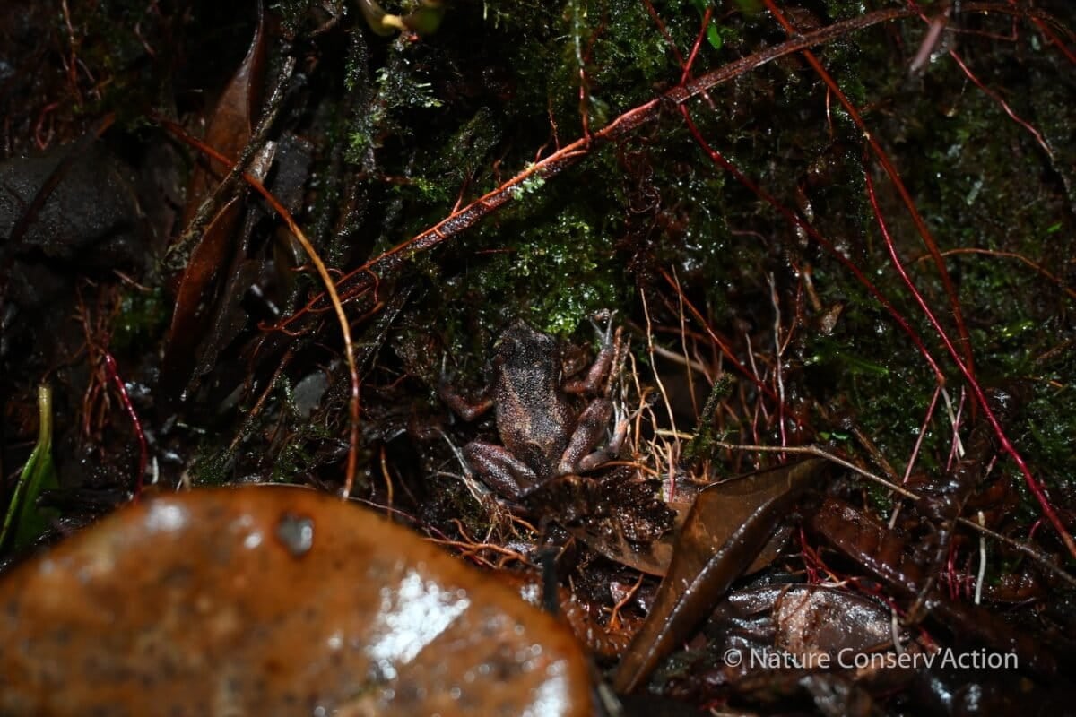 La Oreobates shunkusacha mide entre dos y tres centímetros. Su color y patrón de manchas le permite camuflarse entre la hojarasca. Foto: cortesía Nature Conserv’Action Perú