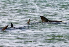 Alerta en las playas de Nueva York y Nueva Jersey: expertos advierten presencia de tiburones blancos a pocos metros de la costa