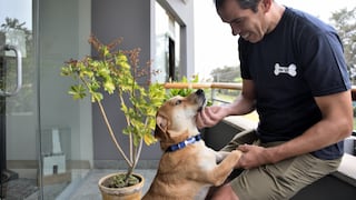 Fallo contra prohibición de mascotas en edificios favorece a perros que buscan hogar