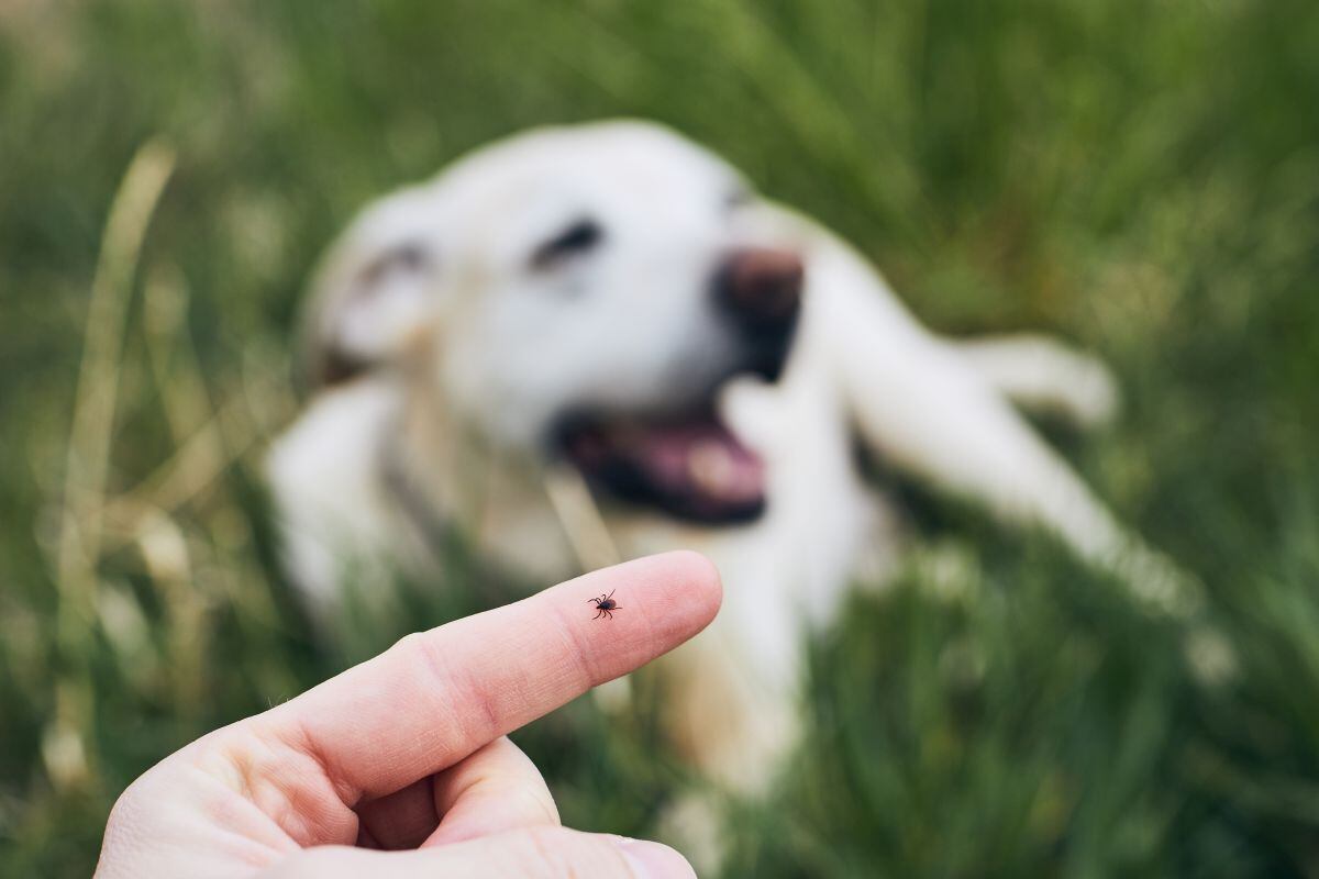 La ausencia de síntomas no garantiza que un perro o gato esté libre de pulgas o parásitos. (Foto: Chalabala / iStock)