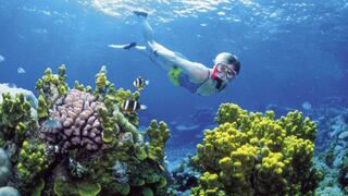 Unesco podría declarar en peligro la Gran Barrera de Coral