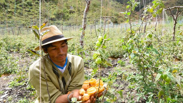 Aguaymanto: ¿Una fruta que protege al oso andino que habita en el parque Manu de Perú?