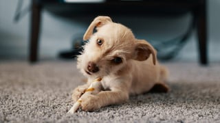 ¿Cómo tratar a nuestras mascotas si sufren de convulsiones epilépticas?