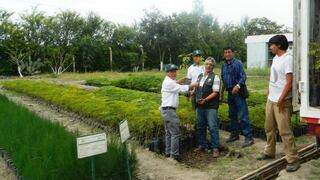 Piura: recuperarán suelos degradados plantando algarrobo y tara
