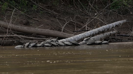 Cocha Cashu, viaje al corazón del Manu: cómo es la estación biológica más antigua del Perú