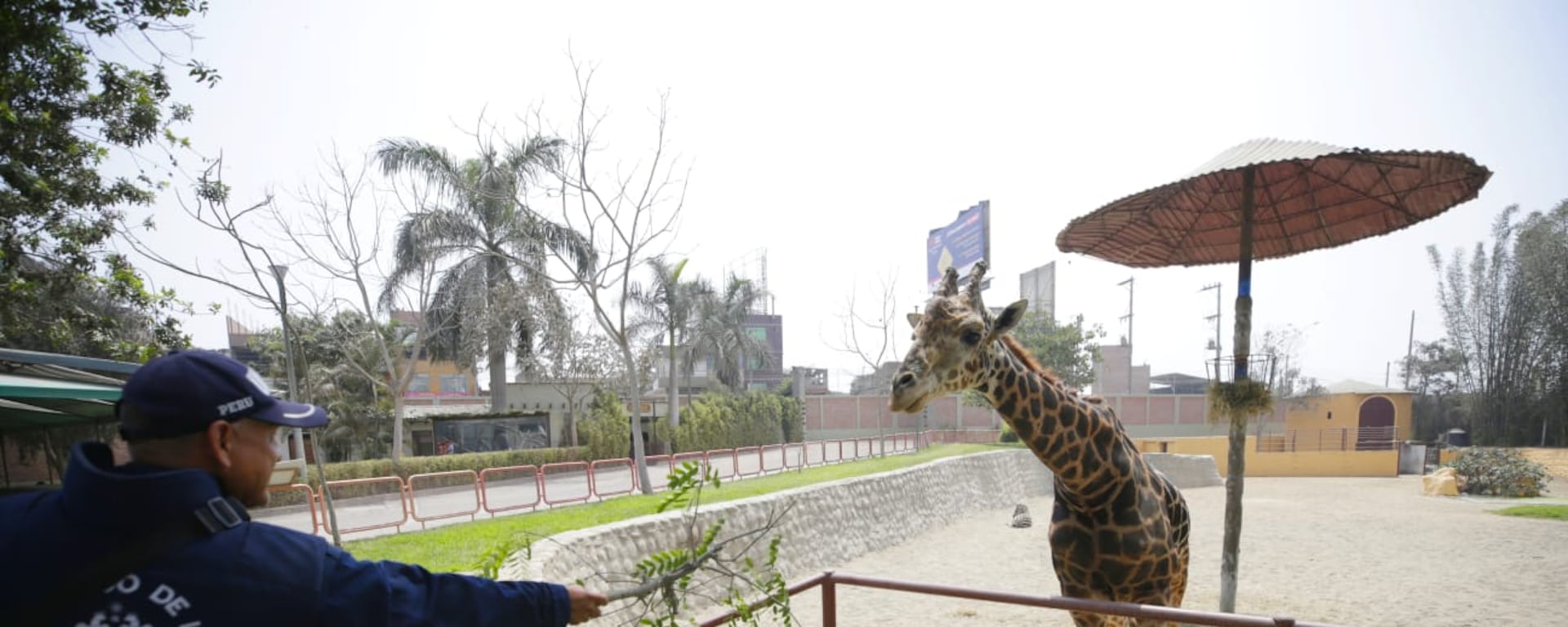 La nueva sede del Parque de las Leyendas en Huachipa abre sus puertas al público: 1.100 animales podrán ser vistos