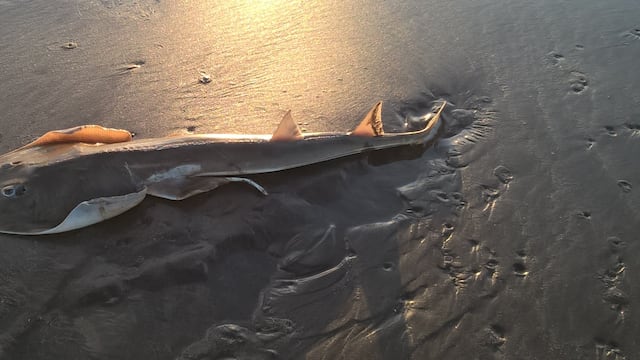 Pez guitarra: científicos y pescadores deportivos de Argentina se unen para proteger a esta singular especie del Atlántico