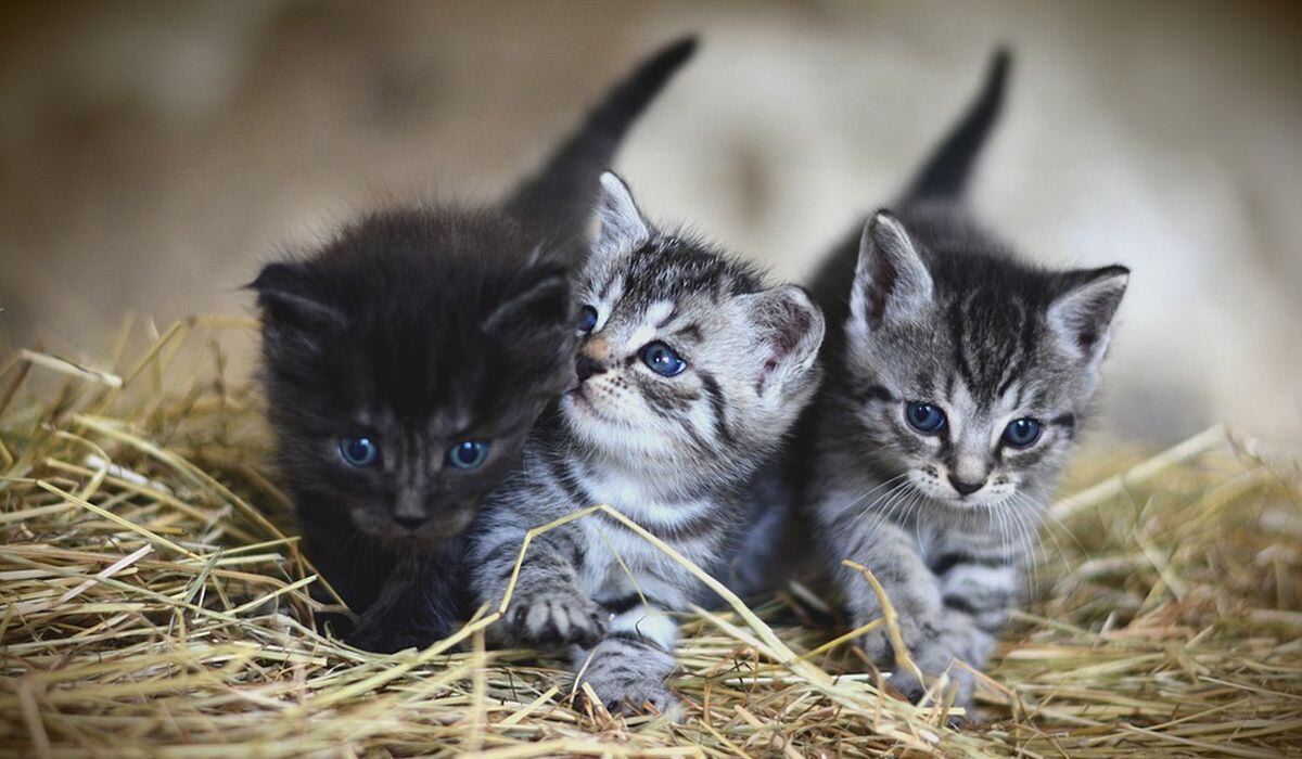 Los gatos tricolores o de hasta cuatro colores son exclusivamente hembras, o en machos que tengan por anomalía genética. (Foto: Pixabay)