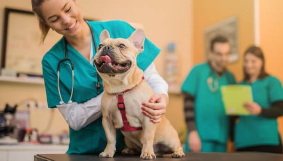 Te contamos porqué se conmemora el Día del Médico Veterinario en Perú, desde cuándo y a raíz de qué hecho fue instaurado para celebrarse cada 8 de julio. (Foto: iStock)