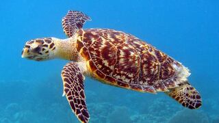 Miles de tortugas llegan para anidar en playas de Nicaragua