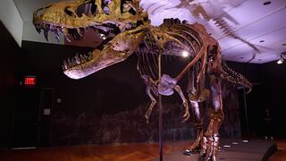 El Tiranosaurio Rex podría ser tres especies en lugar de una