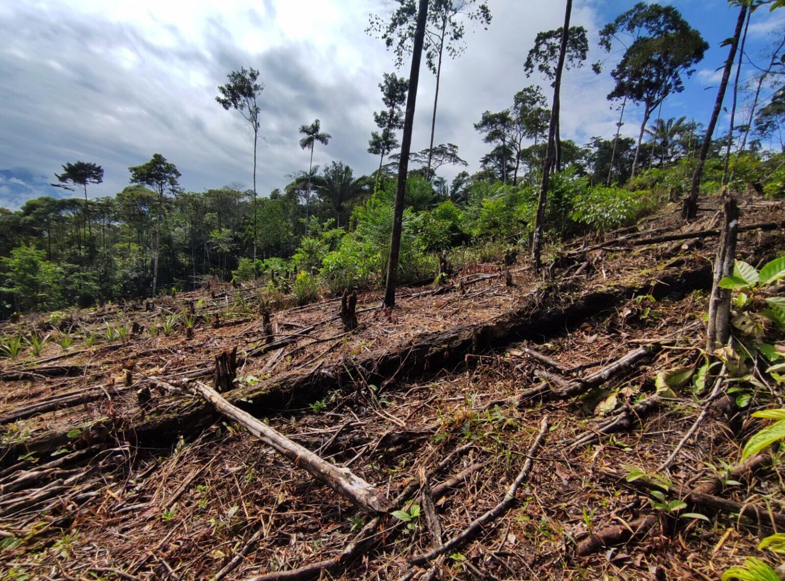 La tala indiscriminada menoscaba el bosque en el resguardo Villa Catalina de Puerto Rosario, en Putumayo, Colombia. Foto: Natalia Pedraza.