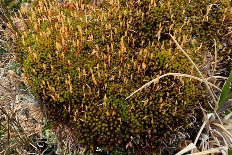 Musgo Polytrichum strictum. Foto: CHIC