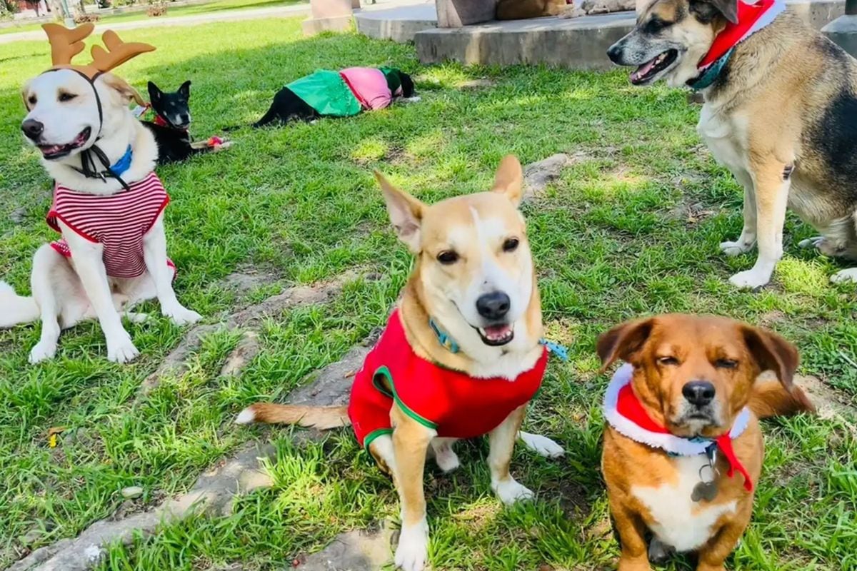 Toda la información sobre la feria Navidad Peluda 2025 la podrás encontrar en esta nota | Foto. Especial para El Comercio