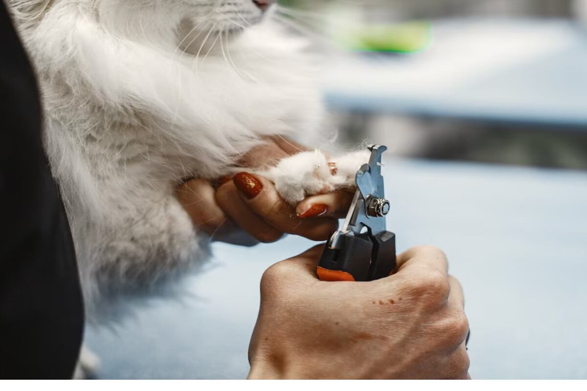 Un veterinario cortándole las uñas a una mascota. | Imagen referencial: prostooleh / Freepik