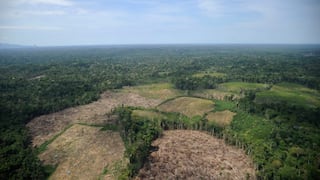 Congreso aprueba por insistencia cambios en Ley Forestal: alertan que impulsará deforestación en la Amazonía