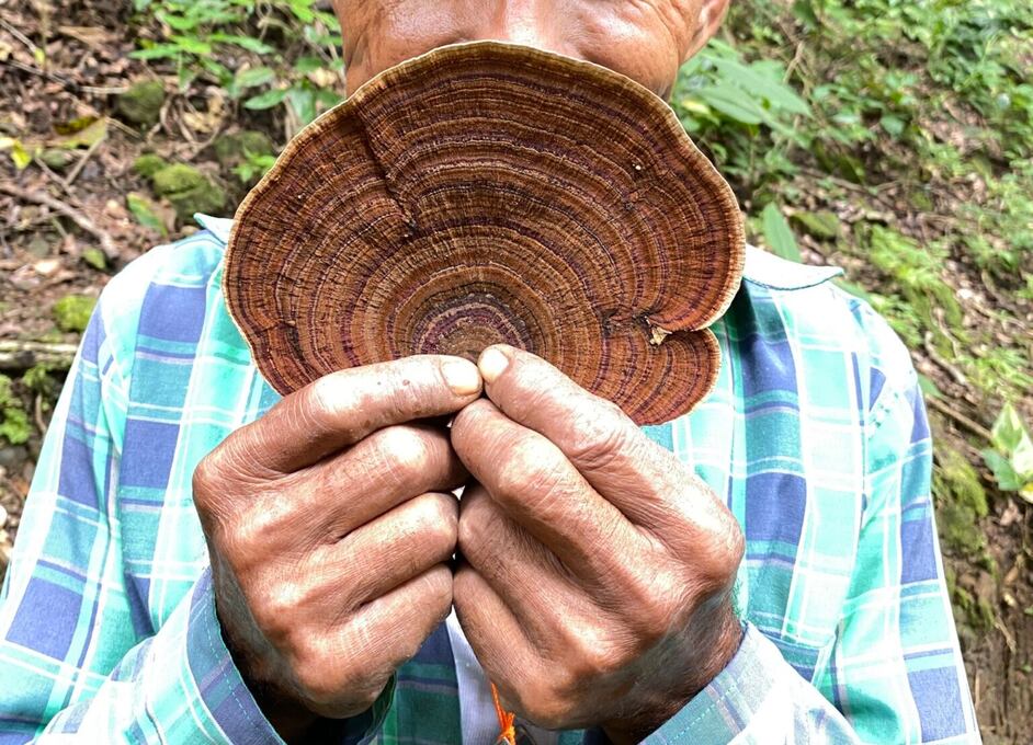 Hongo (Ganoderma applanatum), una especie que tiene un uso medicinal. Foto Tatiana Sanjuan.