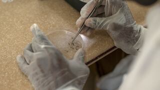 El parásito de la malaria "captura" un centenar de genes humanos