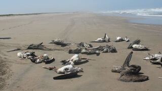 Hallan miles de aves guaneras muertas en playas arequipeñas