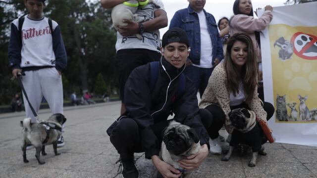 ‘Dachi’: decenas de personas realizan plantón en Campo de Marte por mascota acuchillada | FOTOS