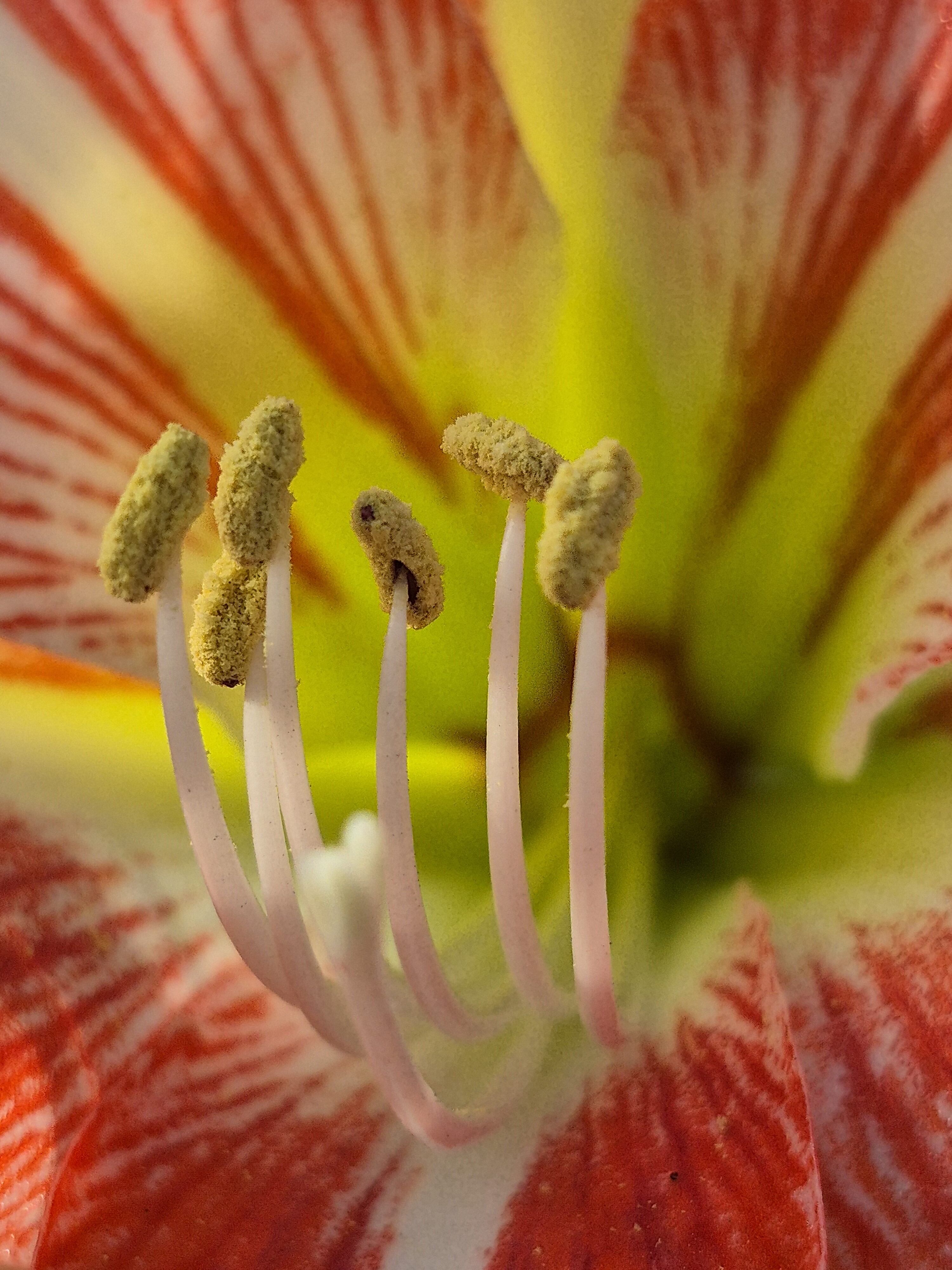 El nivel de detalle para tomar fotos a objetos pequeños es imprecionante.