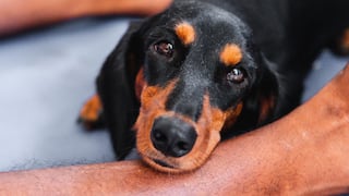 Expertos en comportamiento animal explican lo que significa cuando tu perro apoya su cabeza sobre tus piernas