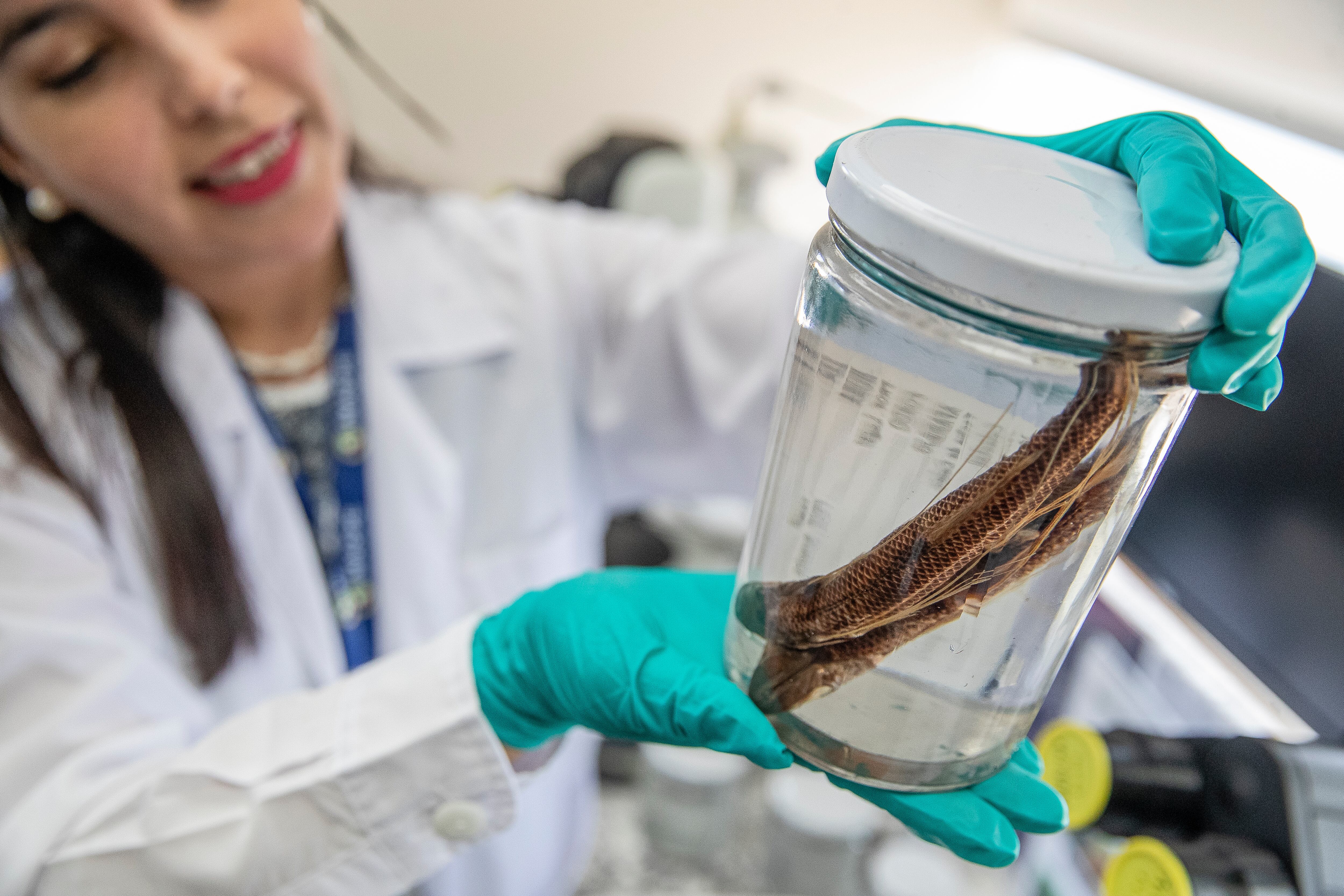 El Comercio tuvo acceso exclusivo al laboratorio del Área de Biodiversidad y Colección Científica Ictiológica del Instituto del Mar del Perú (Imarpe) (foto: gec).