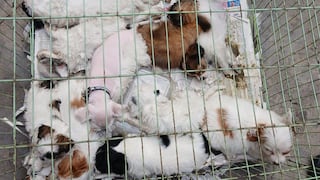 Hacinados en jaulas, sin acceso a agua ni comida: cada día se reporta al menos una denuncia por maltrato animal