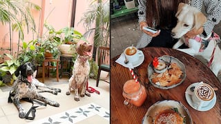 WUF: 10 cafeterías ‘pet friendly’ que puedes visitar con tu perro