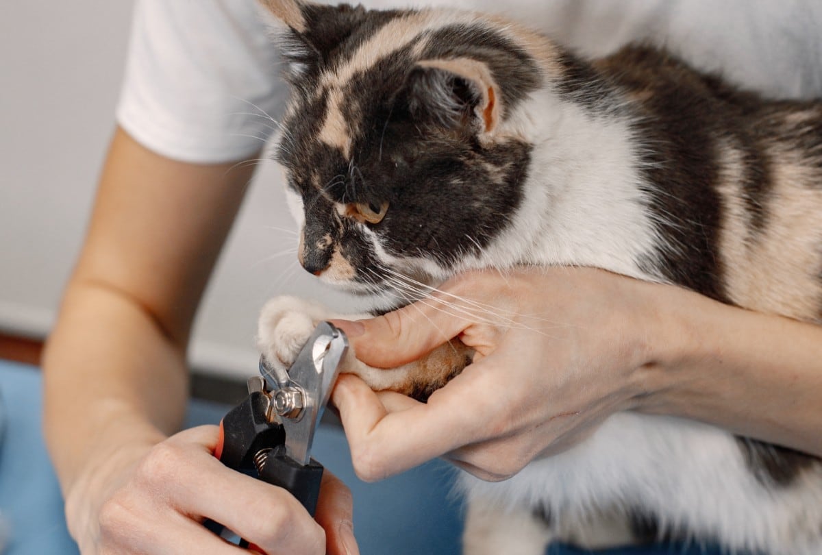 En California, la prohibición de quitarles las uñas a los gatos ya está vigente desde este 1 de enero. | Crédito: Freepik