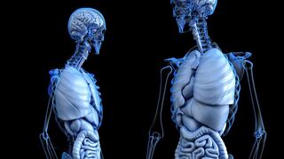 Científicos descubren que los órganos del cuerpo envejecen a distintos ritmos