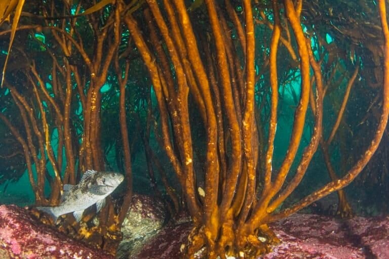 Una jerguilla encuentra refugio bajo la macroalgas del Refugio Marino de Ventanas. Foto: Mauricio Altamirano