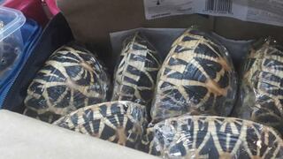 Tailandia: Hallan más de 90 tortugas de una especie en extinción envueltas en plástico dentro de una maleta