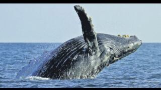 Piura espera recibir a 3.000 observadores de ballenas esta temporada