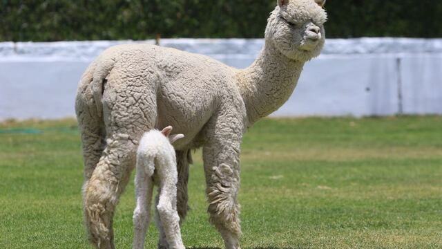 CCL: Exportaciones de pelo fino de alpaca sumaron US$ 5.9 millones en enero