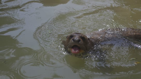 Nutria de río (foto: César Bueno).