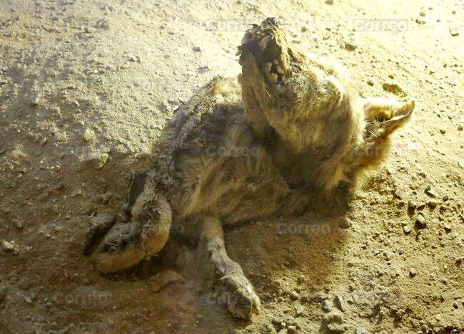El 'pastor chiribaya' pertenecería a la cultura Chiribaya, cultura arqueológica del Antiguo Perú, que se desarrolló en la parte centro-sur de los Andes centrales entre los años 900 y 1450.