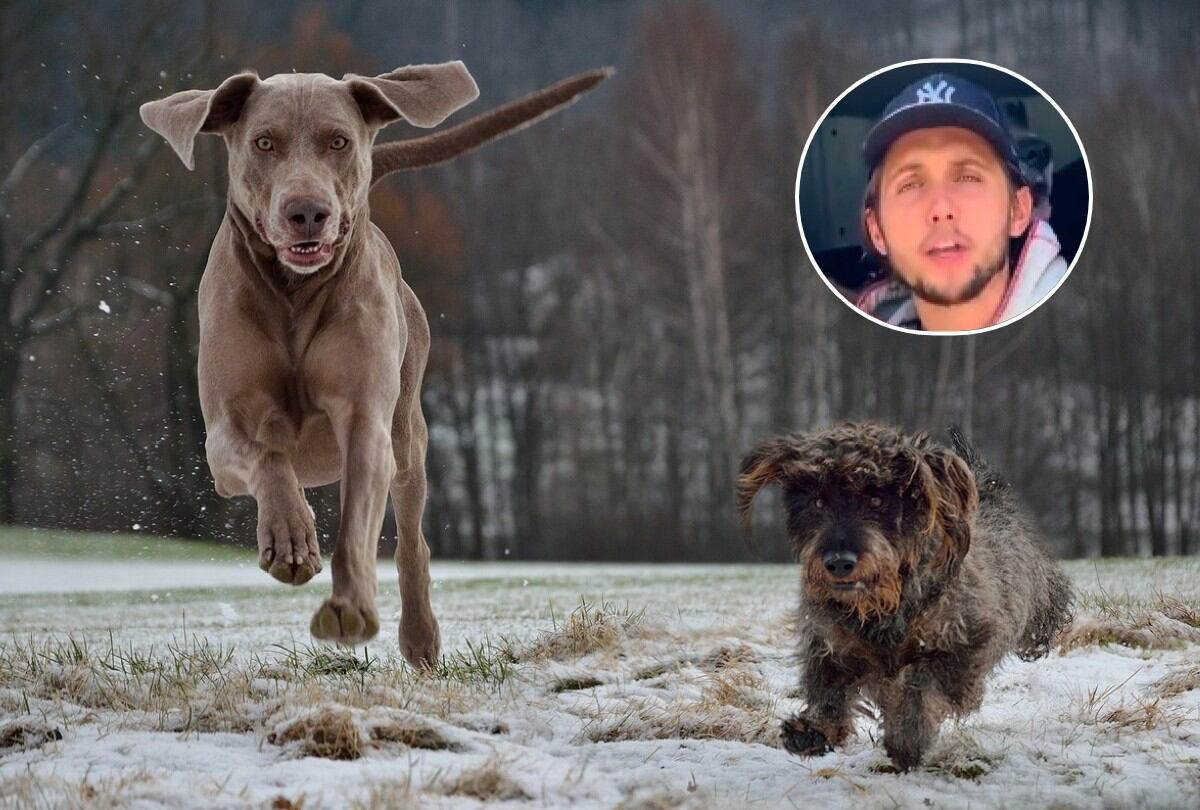 Según este experto, ciertas razas caninas no son adecuadas para dueños primerizos. (Foto referencial: mtajmr / Pixabay)