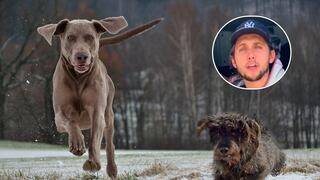 Soy adiestrador de perros: estas 3 razas pueden complicarte la vida más de lo que piensas