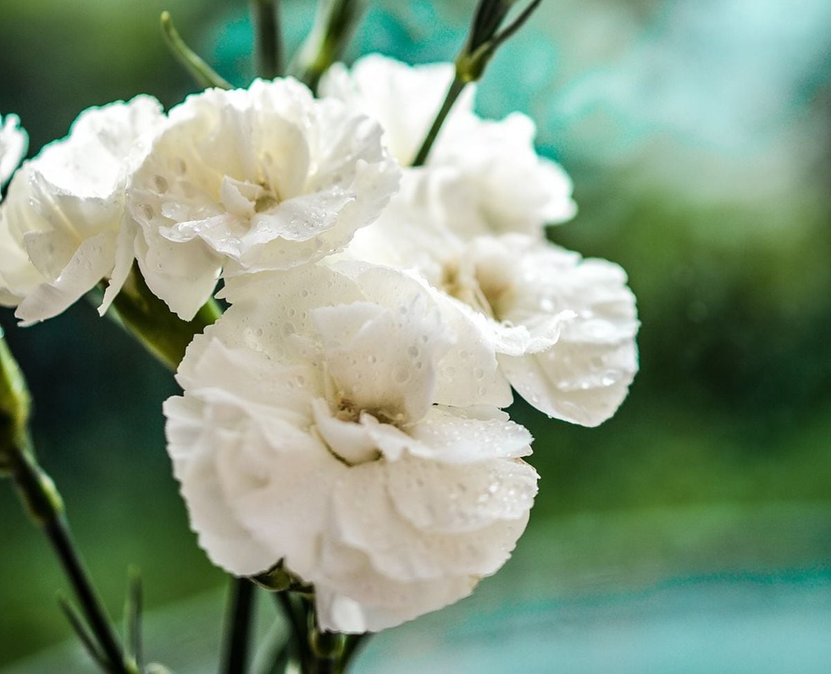 SEMANA SANTA | Los colores de estas flores tienen un fuerte significado, en especial los claveles rojo y blanco. (Foto: Pixabay)