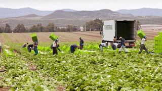 Nueva ley agraria: No se justifica fijar un salario mínimo diferente para el sector, advierten expertos