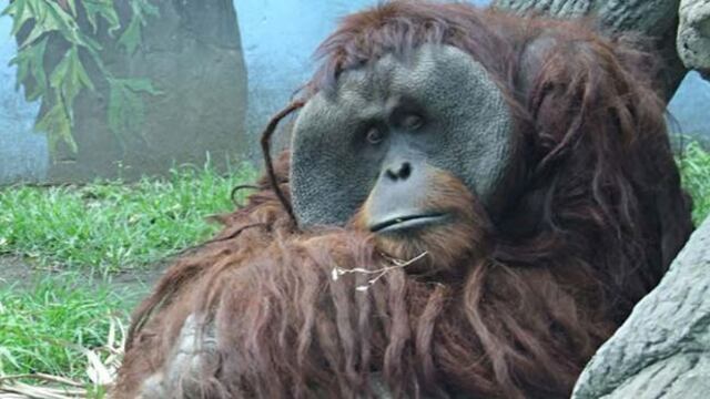 Orangután arranca dedo a mujer en el zoológico de México