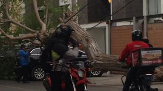 Miraflores: árbol de casi 10 metros cayó sobre auto estacionado
