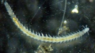 Descubren una nueva especie de gusano marino en la Antártida