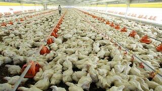 Scotiabank: Producción avícola crecería 5% en el 2014