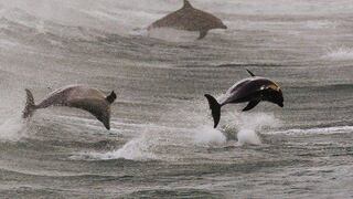 Delfines tratan de salvar a un compañero moribundo