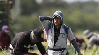 “¿Es usted del ICE?”: terror entre los migrantes que se esconden en los invernaderos de Oxnard