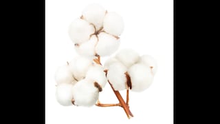Autosuficiencia: La apuesta prometedora por el algodón