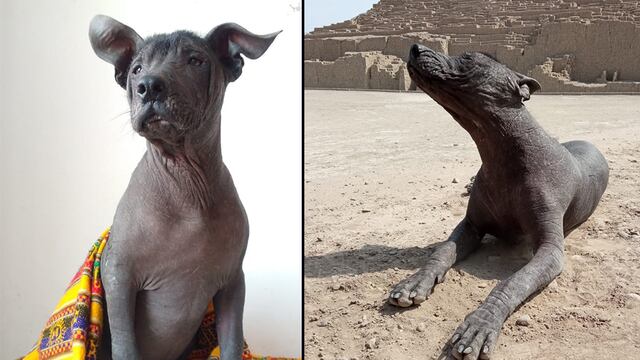 WUF: ‘Illayuq’, el perro sin pelo peruano que fue adoptado por el Museo de Sitio Pucllana