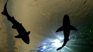 Gigantesco acuario que revela misterios de la vida en el agua abrió sus puertas en Canadá [FOTOS]